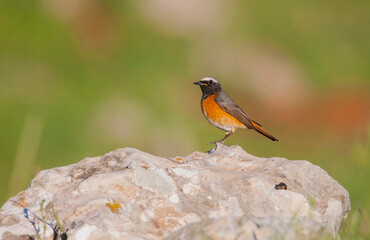 Common Redstart ( Phoenicurus phoenicurus) is a songbird commonly found in Asia, Europe and Africa
