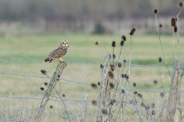 Short eared owl (Asio flammeus) on farm fence in wetland pastures at dusk