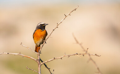 Common Redstart ( Phoenicurus phoenicurus) is a songbird commonly found in Asia, Europe and Africa