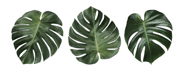 Monstera leaves leaves with Isolate Leaves on transparent background PNG file © eakarat
