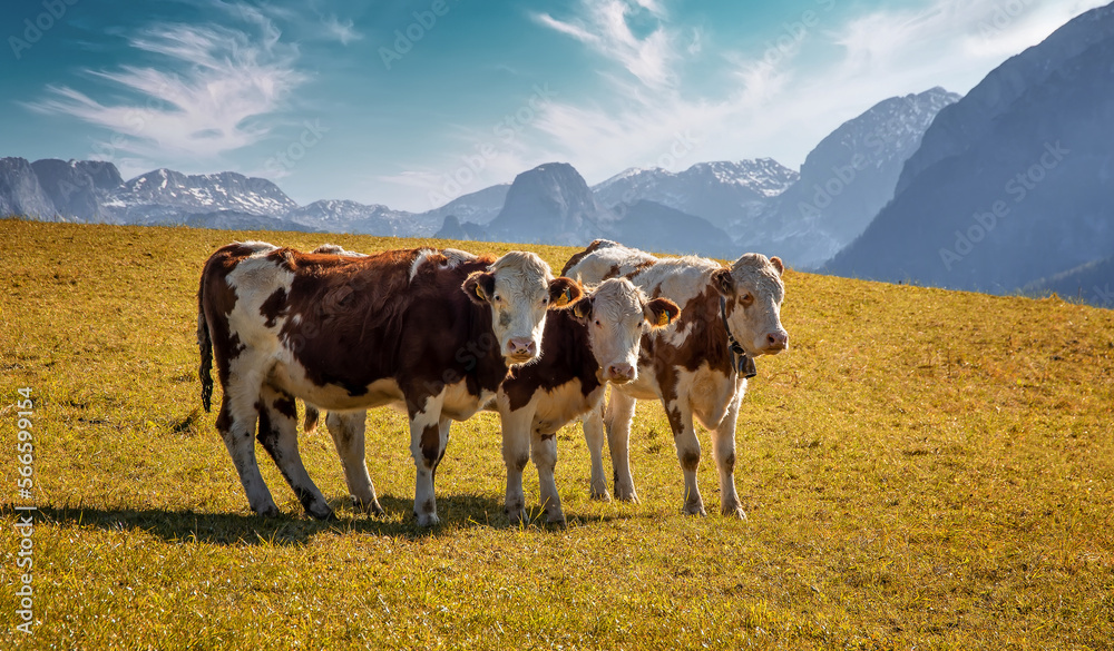 Poster amazing scene in summer mountains. cows in alps. wild cows in a group. cows on the alpine pasture in