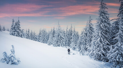 Stunning winter nature landscape. Alone man in snow covered forest. Hiker, photographer on the snowcapped highland. Outdoors active lifestyle concept. Snowy mountain scenery with cloudy day