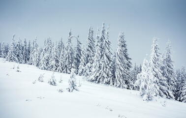 Fototapeta premium Wonderfu winter landscape. Wonderful Alpine Highlands in Sunny Day. Retro style. Instagram Filter. Picture of wild area. WAmazing Christmas Scene. nature lbackground
