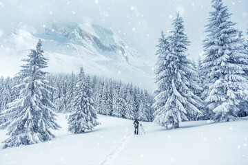 Fototapeta na wymiar Amazing winter scenery. Composite winter landscape in mountains. Beautiful creative image. Landscape with frosty pine trees on highland and Majestic snowcovered mountain peak on background.