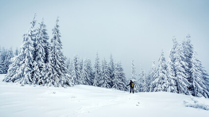 Beautiful winter nature scenery. Winter landscape with snowcapped pine trees and Man photographer on snowshoes. Fairy tale winter scenery. Amazing nature background. Concept outdoor activity of Winter