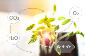The transformation of carbon dioxide and water into carbohydrate and oxygen through photosynthesis,...