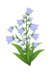Bluebell flower. Floral design for postcard, poster, ad, decor, fabric and other uses. Vector isolated illustration of harebell flower.