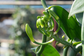 Close up of The Vanilla flower that is still in bud on plantation, vanilla fargrans (Salish) Ames, Vanilla Planifolia