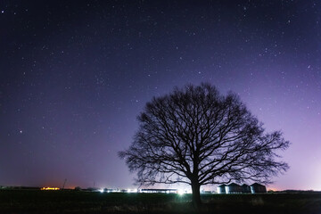 Fototapeta na wymiar lonely tree near the farm under the starry sky