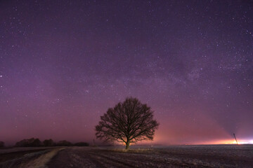 Plakat starry sky over field and tree