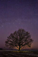 Fototapeta na wymiar starry sky over field and tree