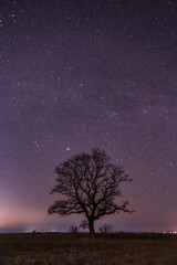 Naklejka na ściany i meble starry sky over field and tree