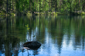 a tree grows from a stone in the middle of a lake
