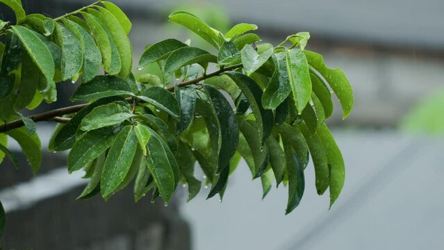 The leaves of the soursop plant sway in the wind and are showered with drizzling rain