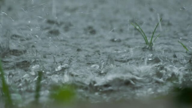 Splashes of rainwater that fall on the grass do not absorb completely and create puddles