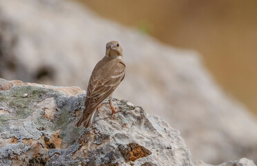 Pale Rockfinch (Carpospiza brachydactyla) is a bird that lives on mountain slopes in Asia, Europe and North Africa. It can be seen on mountain slopes with an altitude of 3 thousand altitudes.