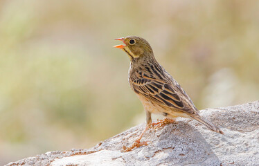 Ortolan Bunting (Emberiza hortulana) is one of the most beautiful singing birds in the world.
