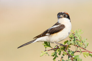 Woodchat Shrike (Lanius senator) is a carnivorous bird that feeds on small birds, lizards and field mice. It is also a songbird.