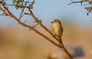 Red-backed Shrike (Lanius collurio) is a common species in Asia and Europe.