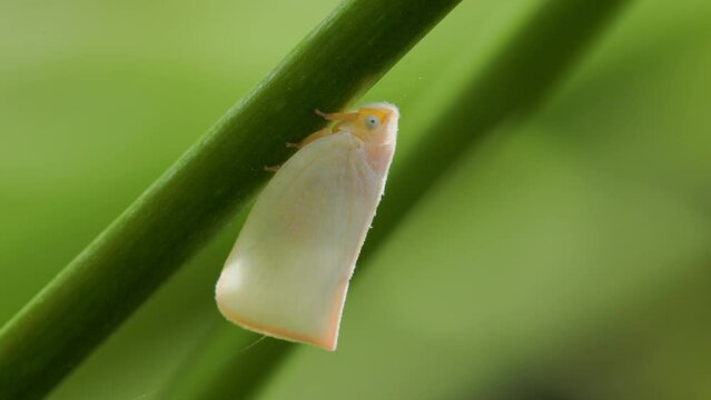 A White Planthopper (Flatormenis proxima) perched on a green plant