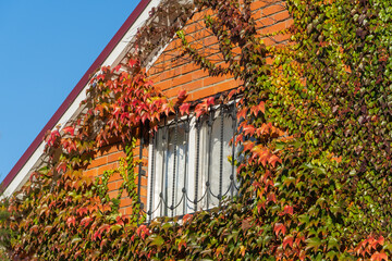 Walls of house are decorated with grape ivy, Japanese ivy or Japanese creeper. Facade of two-story country house decorated with red and gold Parthenocissus tricuspidata 'Veitchii' or Boston ivy.