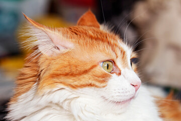 Portrait of astonished red and white cat