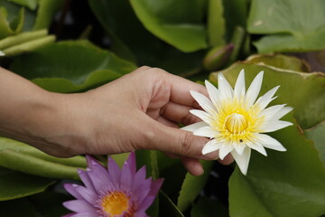 Beautiful female hand holding a beautiful blooming pink lotus flower.