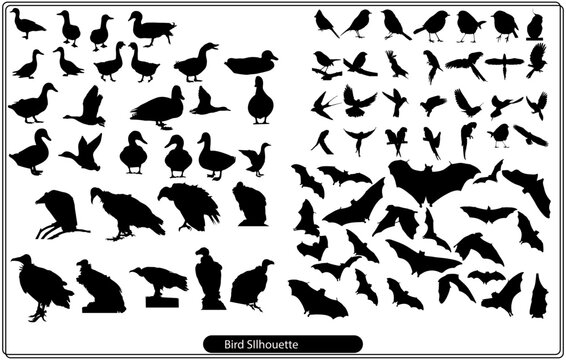 Set of black isolated silhouettes of crows. Collection of different birds position.
