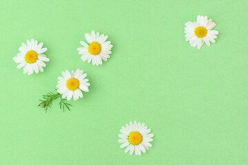 Beautiful chamomile daisy flower on neutral green background. Flowers composition, spring and summer background.Alternative medicine and herbal treatment. Flat lay, copy space