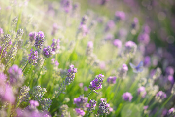 Natural background of lavender flowers.
