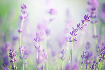 Lavender flowers blooming. Natural background, close up