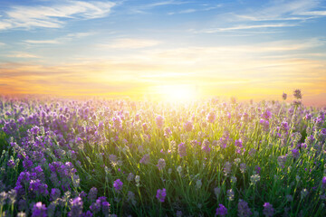Lavender flowers blooming on sunset sky background.