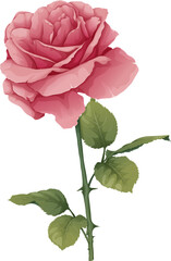 Fototapeta premium Vector illustration of a rose on an isolated background. Pink flower bud with leaves. Gift for valentines day, holiday, romance. spring illustration