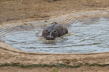 hippopotamus in water