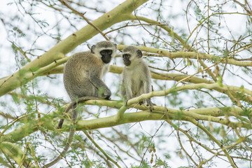 Vervet monkeys in a tree