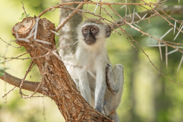 Vervet monkey in a tree