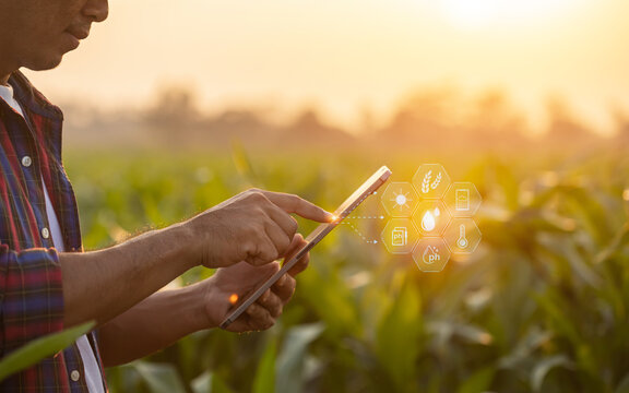 Farmer using digital tablet in corn crop cultivated field with smart farming interface icons and light flare sunset effect. Smart and new technology for agriculture business concept.