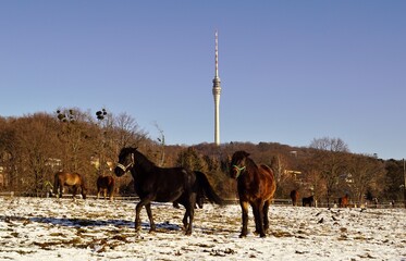 Elbe und Elbufer