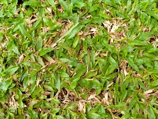 green leaves background