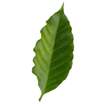 Arabica coffee leaf isolated on alpha background