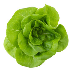 Head of butterhead lettuce isolated on a transparent background