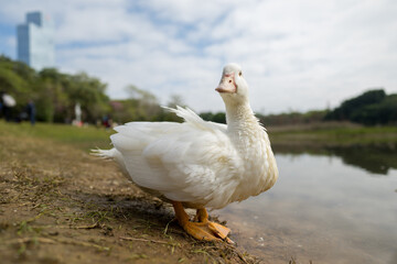 A duck stands by the lake in the city