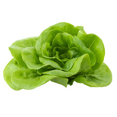 Head of butterhead lettuce isolated on a transparent background