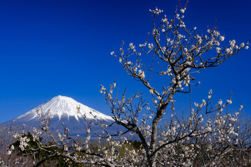 梅と富士山