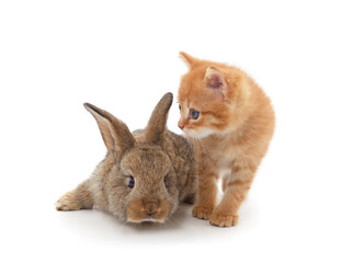 Obraz premium Kitten with a rabbit.