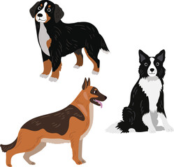 Vector dogs. Sheepdogs. Shepherd dogs - 566622171