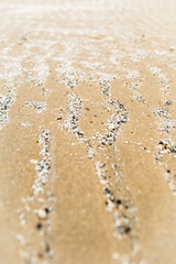 Fototapeta na wymiar shell wrinkles in the sand