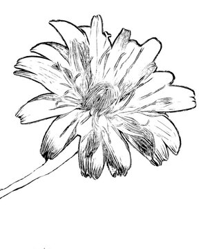contur of a flower with small petals