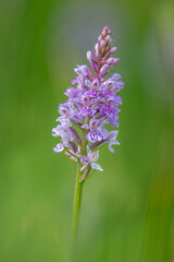 Obraz premium Orchidée sauvage