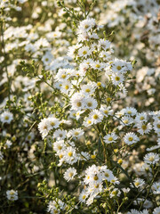 White flowers are beautiful and give a fresh feeling.